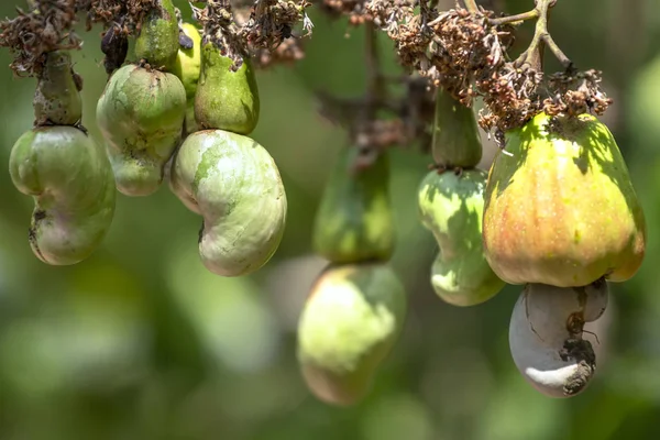 Fruta Del Anacardo Anacardium Occidentale Árbol Está Punto Madurar Durante — Foto de Stock