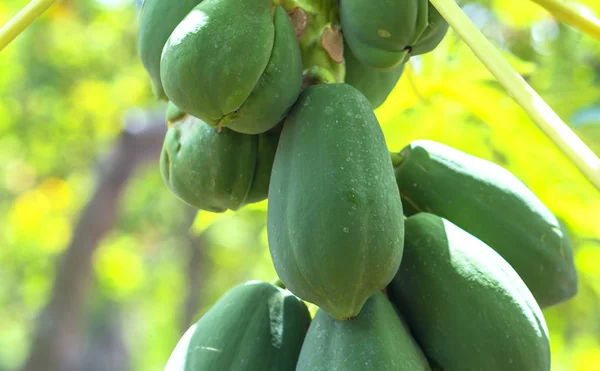 Los Árboles Papaya Tienen Muchos Frutos Preparación Para Cosecha Que — Foto de Stock