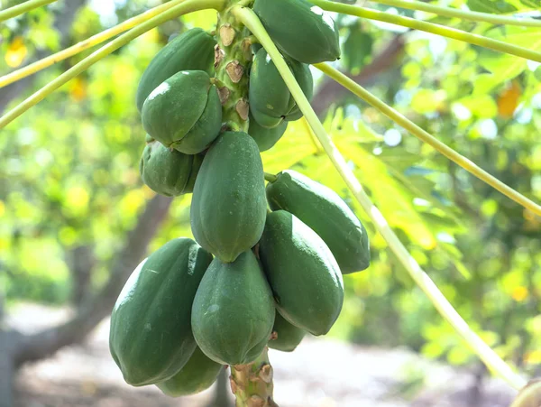 パパイヤの木は収穫に備えて多くの果物を持っています これは 田舎の農家によって栽培農産物です — ストック写真