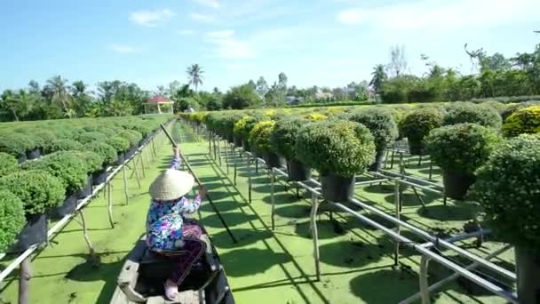 Dong Thap Vietnam January 17Th 2019 Farmer Rowing Daisies Garden — Stock Video