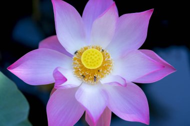 Mor çiçeklerle dolu bahçede açan nilüfer çiçeği