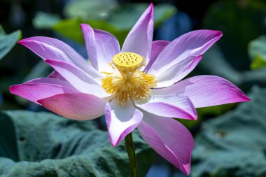 Mor çiçeklerle dolu bahçede açan nilüfer çiçeği