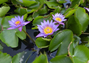 Mor çiçeklerle dolu bahçede açan nilüfer çiçeği