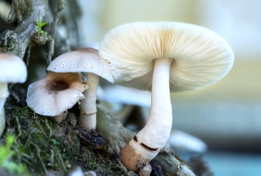 Doğada güzel yabani mantarlar