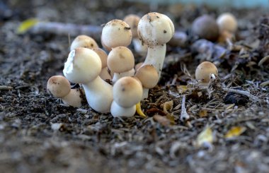 Doğada güzel yabani mantarlar