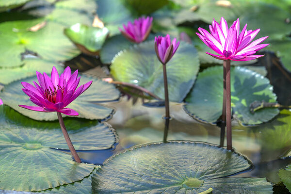 Lotus flower blooming in the garden full of purple