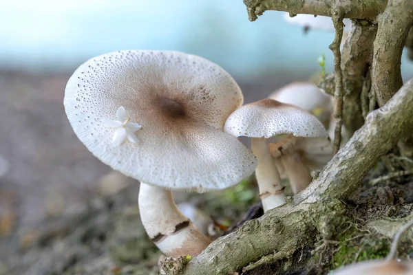 Schöne Wilde Pilze Der Natur — Stockfoto