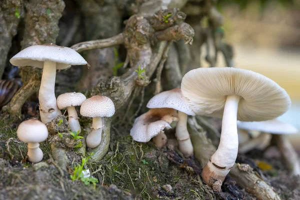 Beautiful Wild Mushrooms Nature — ストック写真