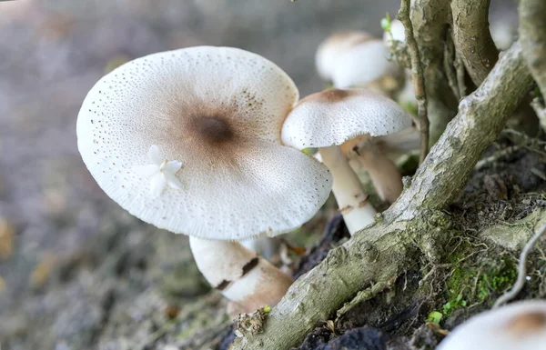 Schöne Wilde Pilze Der Natur — Stockfoto