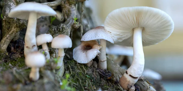 Beaux Champignons Sauvages Dans Nature — Photo