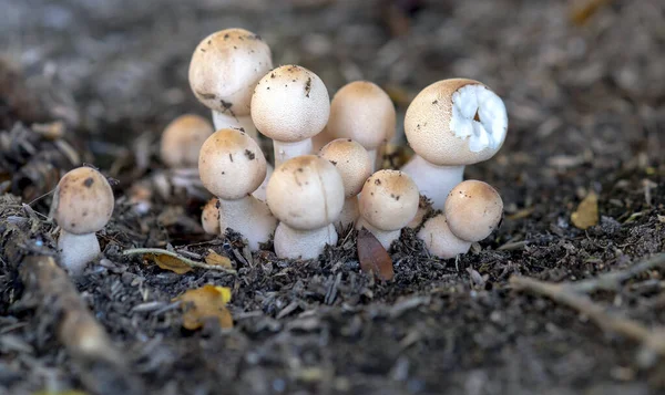 Beautiful Wild Mushrooms Nature — Stock Photo, Image