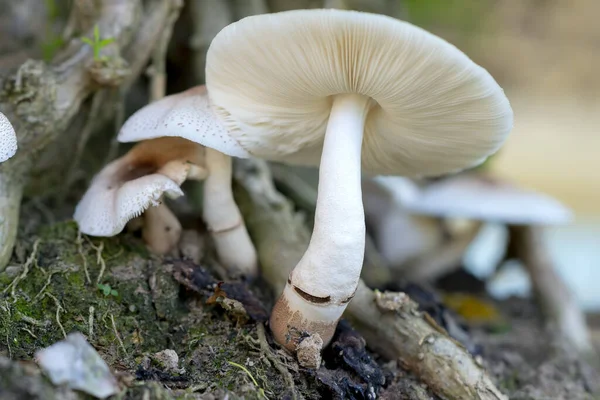 Schöne Wilde Pilze Der Natur — Stockfoto