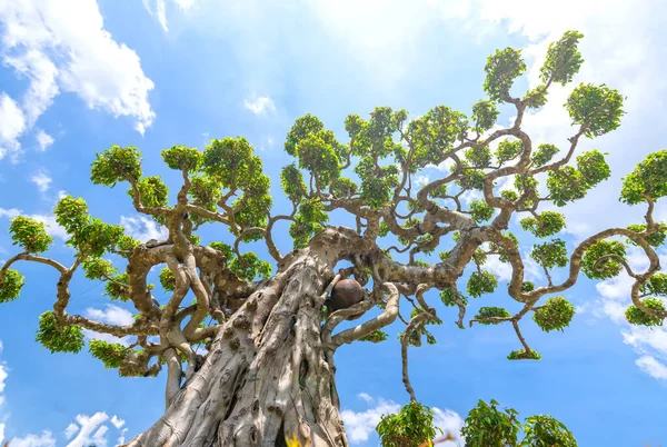 Ancient Bonsai Trees Stretched Sky Early Sun Shown Strong Vitality — Stock Photo, Image