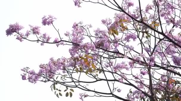 Tabebuia Rosea Trompeta Rosa Floreció Viento Esta Una Flor Floreciente — Vídeos de Stock