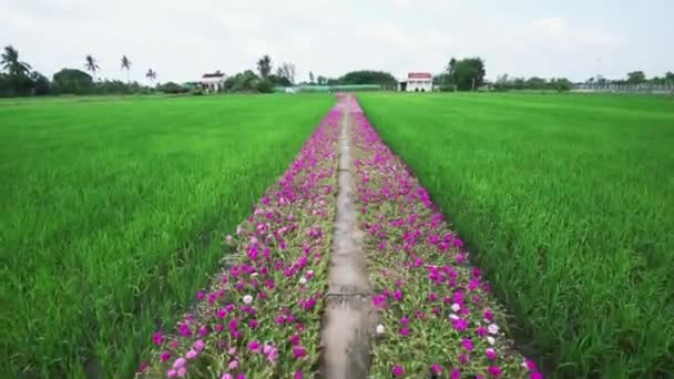 Portulaca Grandiflora Flowers Bloom Trail Leading Farmer House Two Beautiful — Stock Video