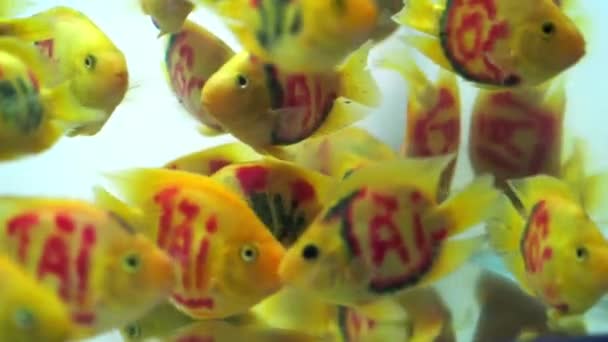 Akvaryumda Yüzen Renkli Kanlı Papağan Balığı Evde Süs Eşyası Olarak — Stok video