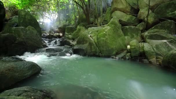 Flux Dans Forêt Tropicale Avec Eau Douce Coulant Comme Laine — Video