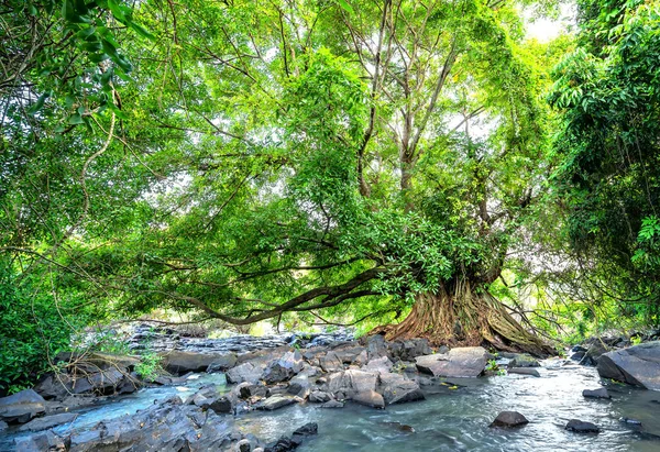 Forntida Ficus Bengalensis Växer För Bäck Tropisk Skog Trädet Har — Stockfoto