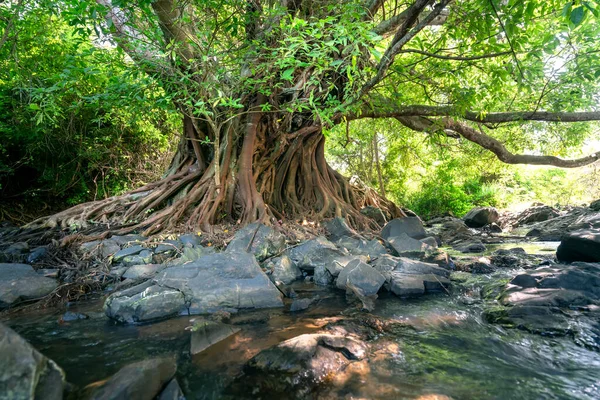 Forntida Ficus Bengalensis Växer För Bäck Tropisk Skog Trädet Har — Stockfoto