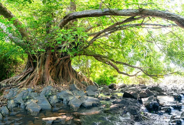 Древний Ficus Bengalensis Растет Рекой Тропическом Лесу Дерево Имеет Самую — стоковое фото