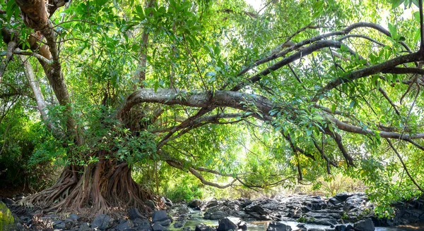 Forntida Ficus Bengalensis Växer För Bäck Tropisk Skog Trädet Har — Stockfoto