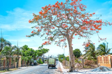 Tien Giang, Vietnam - 10 Mayıs 2020: Bir sürü arabayla yol boyunca açan Kraliyet Poinciana ağaçları, güneşli bir sabahta Long An, Vietnam kırsalındaki güzel ve huzurlu manzarada motorsiklet geri geliyor
