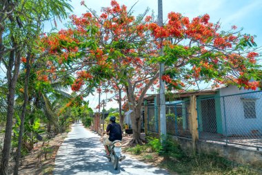 Tien Giang, Vietnam - 10 Mayıs 2020: Bir sürü arabayla yol boyunca açan Kraliyet Poinciana ağaçları, güneşli bir sabahta Long An, Vietnam kırsalındaki güzel ve huzurlu manzarada motorsiklet geri geliyor