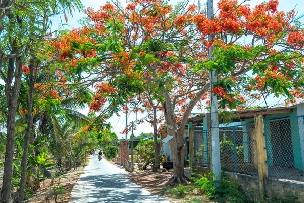 Royal Poinciana trees blooming along the road into a sunny morning adorn the peaceful countryside of Vietnam
