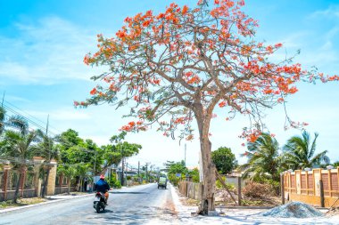 Tien Giang, Vietnam - 10 Mayıs 2020: Bir sürü arabayla yol boyunca açan Kraliyet Poinciana ağaçları, güneşli bir sabahta Long An, Vietnam kırsalındaki güzel ve huzurlu manzarada motorsiklet geri geliyor