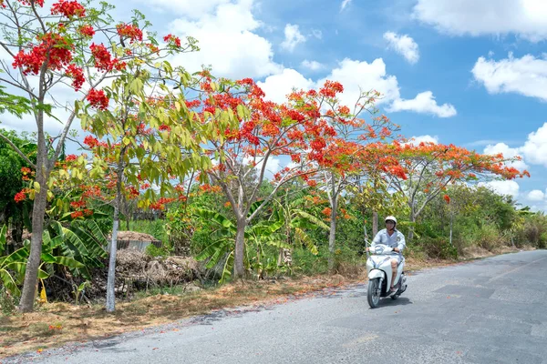 Tien Giang Vietnam Május 2020 Royal Poinciana Fák Virágzik Mentén — Stock Fotó