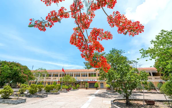 ベトナムのTien Giang 2020年5月10日 フェニックスの花でいっぱいの夏の高校は これはまた 子供たちがベトナムのTien Giangで社会を助けるために成長するのを助ける知識の発祥地です — ストック写真
