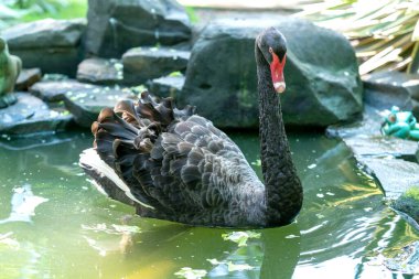 Vahşi yaşam sığınağında kuğu. Ördek familyasından 125 ila 170 cm uzunluğunda bir kuş türüdür, ana tüyleri turuncu benekli ve siyah kenarlı saf beyazdır.