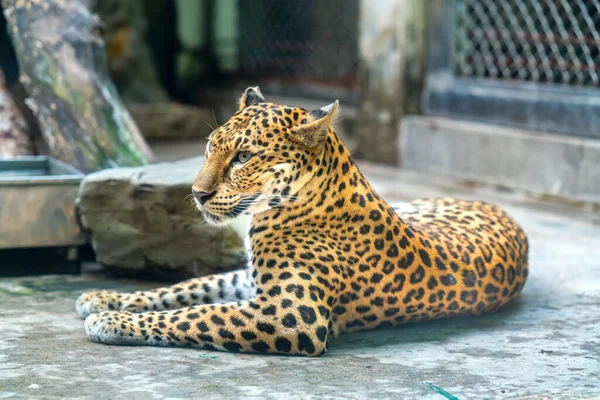 Портрет Леопарда Расслабляет Зоопарке Животное Принадлежащее Семье Котов Должно Сохранено — стоковое фото
