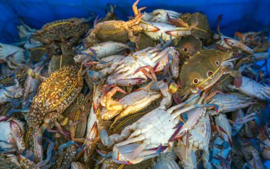 Deniz yengeçleri ve kağıt salyangozlar Orta Vietnam 'daki deniz ürünleri pazarlarında satılıyor.