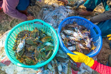 Deniz yengeçleri ve kağıt salyangozlar Orta Vietnam 'daki deniz ürünleri pazarlarında satılıyor.