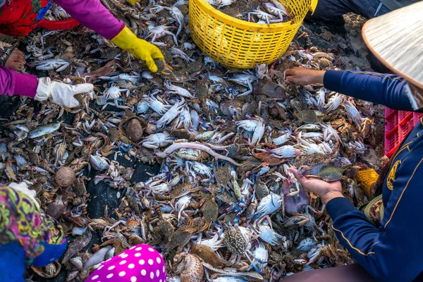 Sea crabs and paper snails after sea fishing are sold at coastal seafood markets in central Vietnam