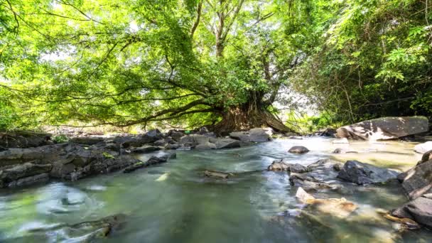 在热带雨林里流淌着柔软的流水 像羊毛一样流过悬崖 营造出平静的风景来放松心灵和音乐 — 图库视频影像