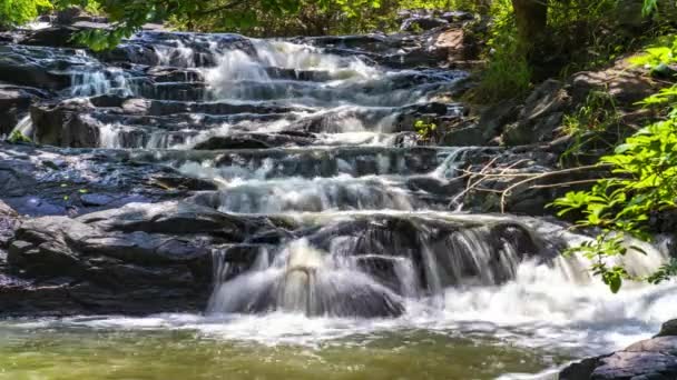 Flux Dans Forêt Tropicale Avec Eau Douce Coulant Comme Laine — Video