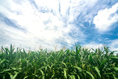 Kızıl Bazalt Vietnam 'ın dağlık kırsal kesimlerinde hasat için hazır mısır tarlaları.