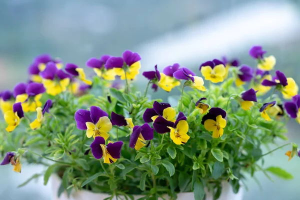 Flores Marrones Púrpuras Floreciendo Macetas Decorativas Hogar Jardín Amante —  Fotos de Stock