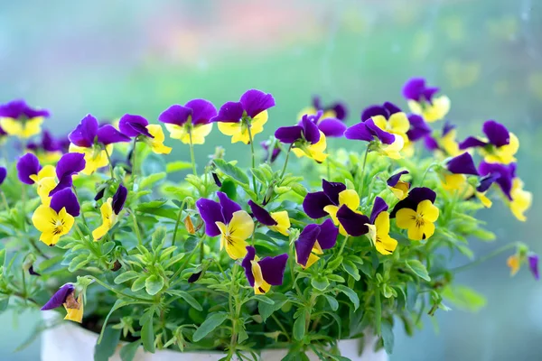 Flores Marrones Púrpuras Floreciendo Macetas Decorativas Hogar Jardín Amante —  Fotos de Stock