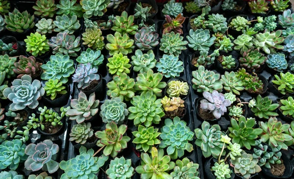 Succulent Flowerbeds Plant Garden Species Cactus Family Resistant Extreme Weather — Stock Photo, Image