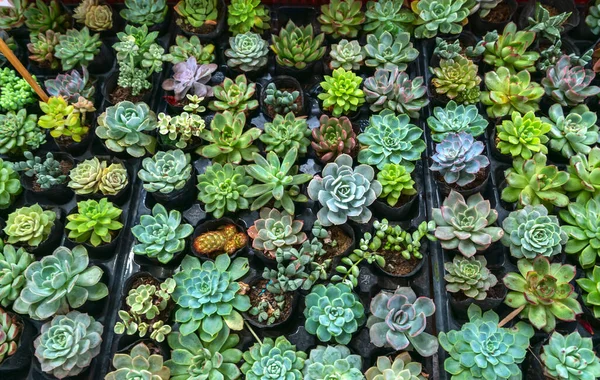 Sappige Bloemperken Planten Tuin Dit Een Soort Cactus Familie Die — Stockfoto