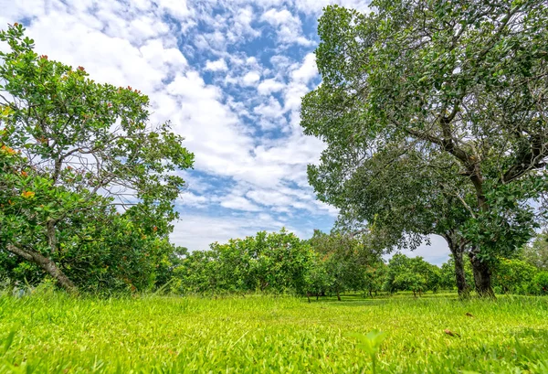 Cashew Orchard Highlands Red Basalt Land Vietnam — Stock Photo, Image