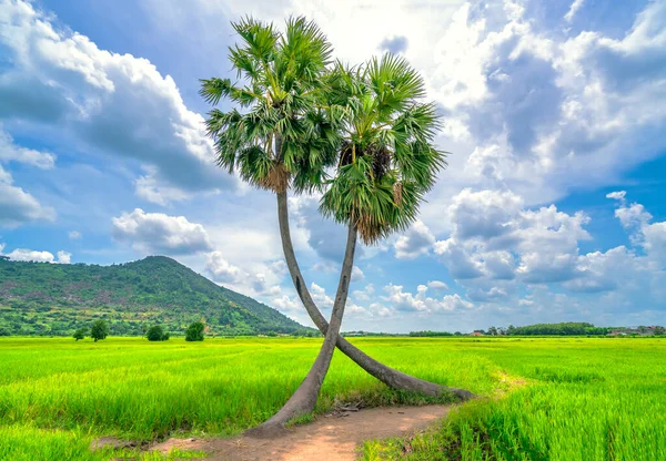 Sugar Palms Tree Rice Field Beautiful Mountain Backdrop — Stock Photo, Image