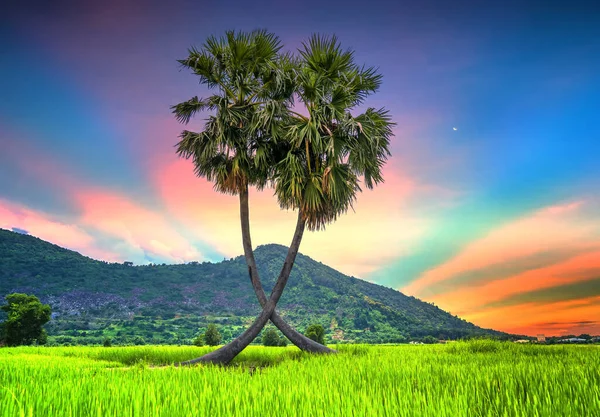 Bunte Sonnenuntergang Zuckerpalmen Baum Einem Reisfeld Mit Einer Schönen Bergkulisse — Stockfoto