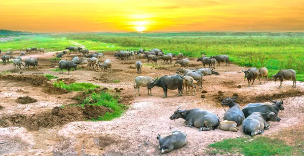 Paisagem Manada Búfalo Relaxante Pôr Sol Campo Vietnã — Fotografia de Stock