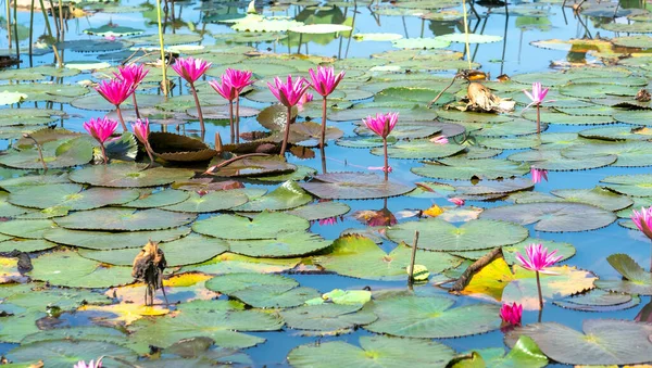 Water Lilies Bloom Pond Beautiful Flower Represents Purity Simplicity — Stock Photo, Image