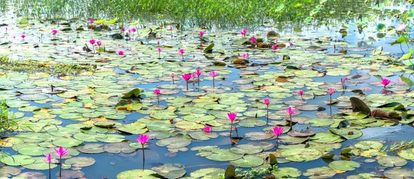 Los Lirios Agua Florecen Estanque Hermoso Esta Una Flor Que —  Fotos de Stock