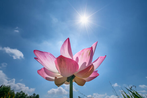 Lotus flowers bloom in the sun on summer mornings. Buddhist flowers, bright and pure